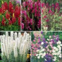 Perennial Favorites Garden