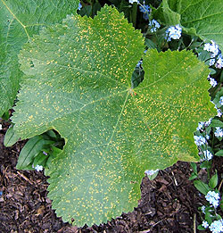 Hollyhock leaf upper surface with rust