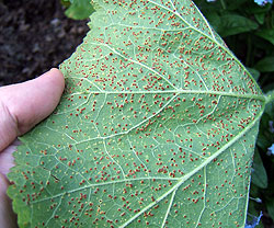 Hollyhock with rust, under surface
