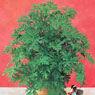 Geranium, Mosquito Shoo