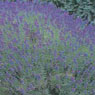 Lavender, Fragrant