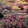 Rose,  Pink Cushion