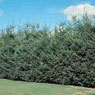 Fir, Douglas