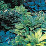 Hosta, Handful of