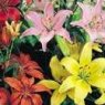 Lily, Hybrid