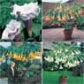 Angel Trumpet Collection
