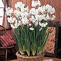 Paperwhite Narcissus kit: 'Ziva' bulbs, basket, &amp; soil