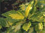 Cuban or spotted laurel, Aucuba japonica