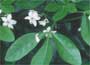 Mexican orange blossom, Choisya ternata