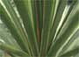 Cordyline, cabbage palm