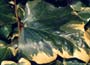 Canary island ivy, Hedera canariensis
