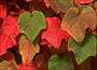 Crimson glory vine, Vitis coignetiae