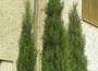 Juniper "skyrocket", Juniperus scopulurum