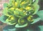 Euphorbia myrsinites