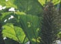 Giant rhubarb, (but don't try and make it into a pie) Gunnera manicata