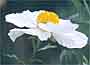 Tree poppy, Romneya coulteri