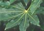Castor oil plant, Fatsia japonica