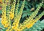 Mahonia, wonderful scent in the winter months