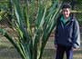 Phormium tenax, how trendy can one plant be?