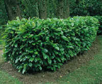 Buy cherry laurels