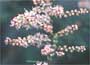 Tamarix
