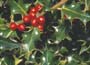 Hollies (Ilex spp.) come in a wide range of varieties