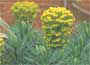 Euphorbia wulfenii