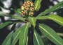 Honey spurge, Euphorbia mellifera