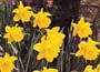 Daffodil King Alfred