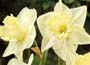 Daffodil Mount Hood