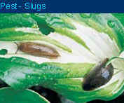 Nemaslug biological slug and snail control