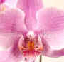 A stunning orchid can't fail to impress!