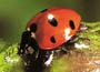 Ladybug, greenfly predator