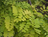 Robinia "Frisia" leaves