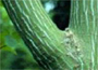 snake bark maple