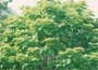 Indian bean tree, Catalpa bignoides