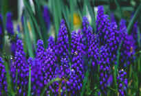 Grape hyacinth, Muscari