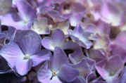 Hydrangea