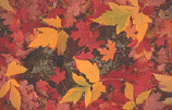 Maples are excellent for autumn colour