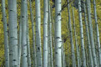 Young silver birch trees