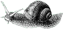 Slug